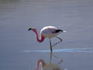 Flamingo